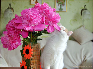 Кошка Айа и букет пионов. Всемирный день кошек. Фотограф: Илья LukBigBox Химич